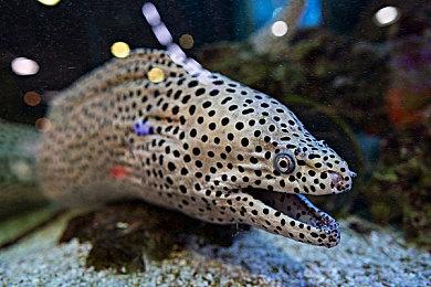 胖布丁冒险解谜游戏《巨匠眼》Steam页面上线 发售日未定